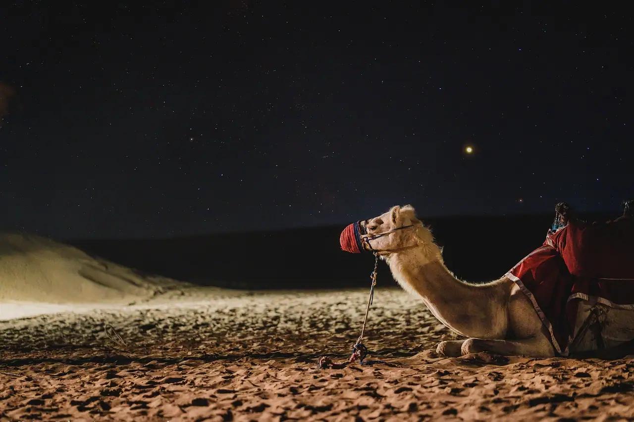 Camel in dubai desert